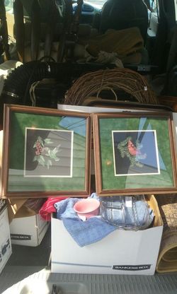 Bird pictures