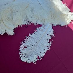 Ostrich Feathers 