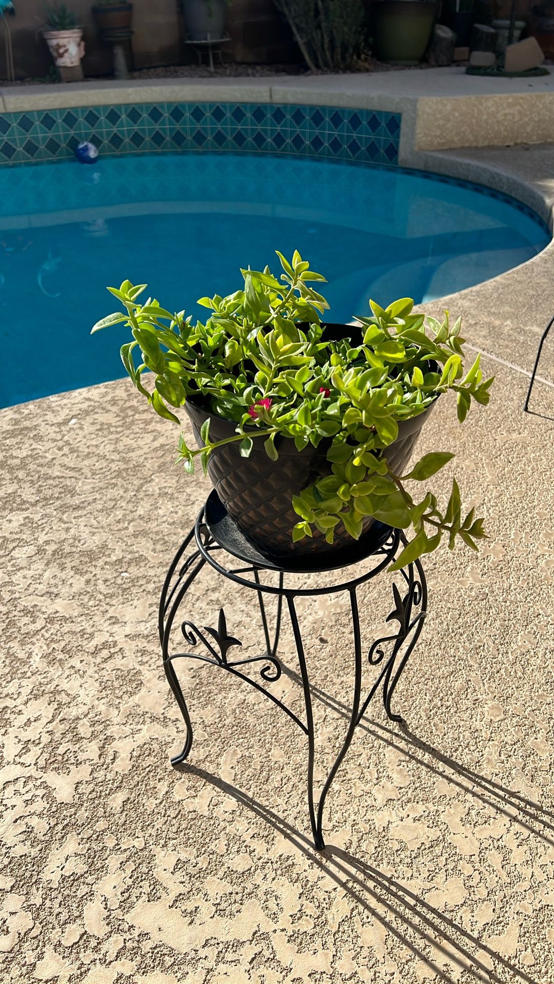 SUNNY. ROSE. FLOWERING. PLANT