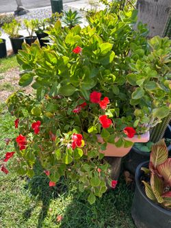 Nice plant