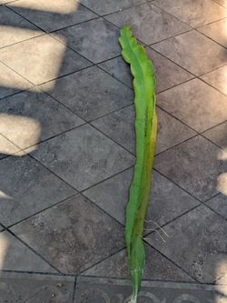 Fresh Townsend pink dragon fruit cutting