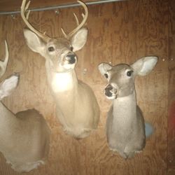 Deer 