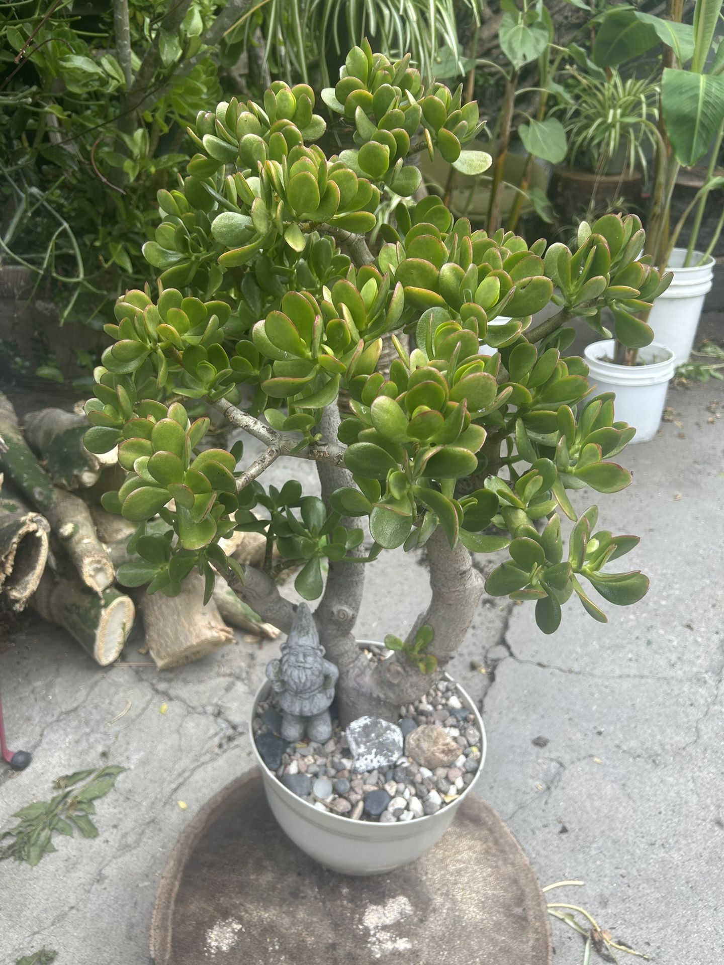 Succulents