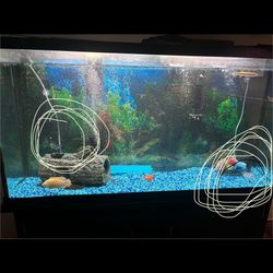 Fish Tank Only