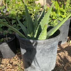 Aloe Vera