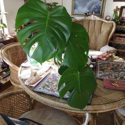 Monstera Deliciosa Plant In Pot $25 -Deltona, FL Pickup Only