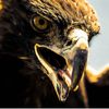 Eagle Eye