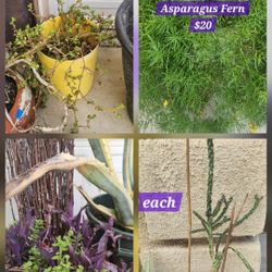 Bigger Outdoor Sun Loving Plants