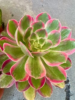 Aeonium Variegated succulents from $15up