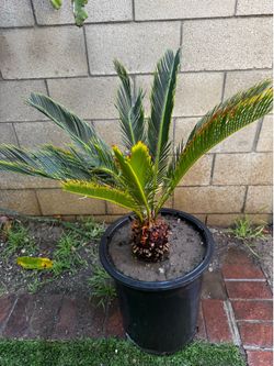 Sago palm tree