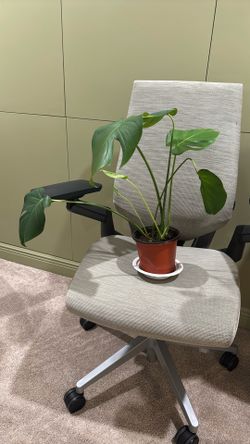 Monstera Potted Plant