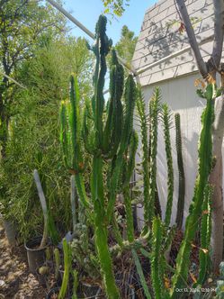 Euphoria Cactus succulent plant