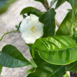Double Flower Crape Jasmine Tree