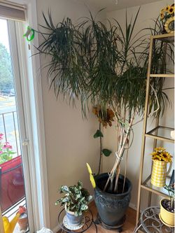 Palm Trees (indoor)
