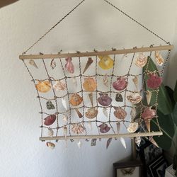 Shell Decor