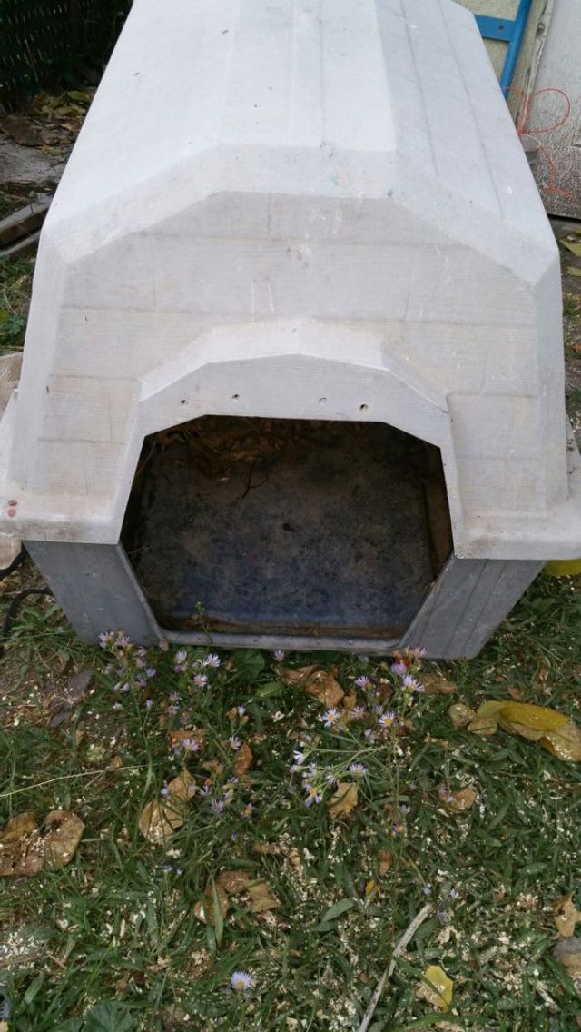 DOG HOUSE