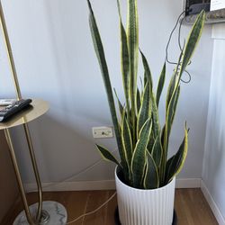 Snake Plant w/ Pot
