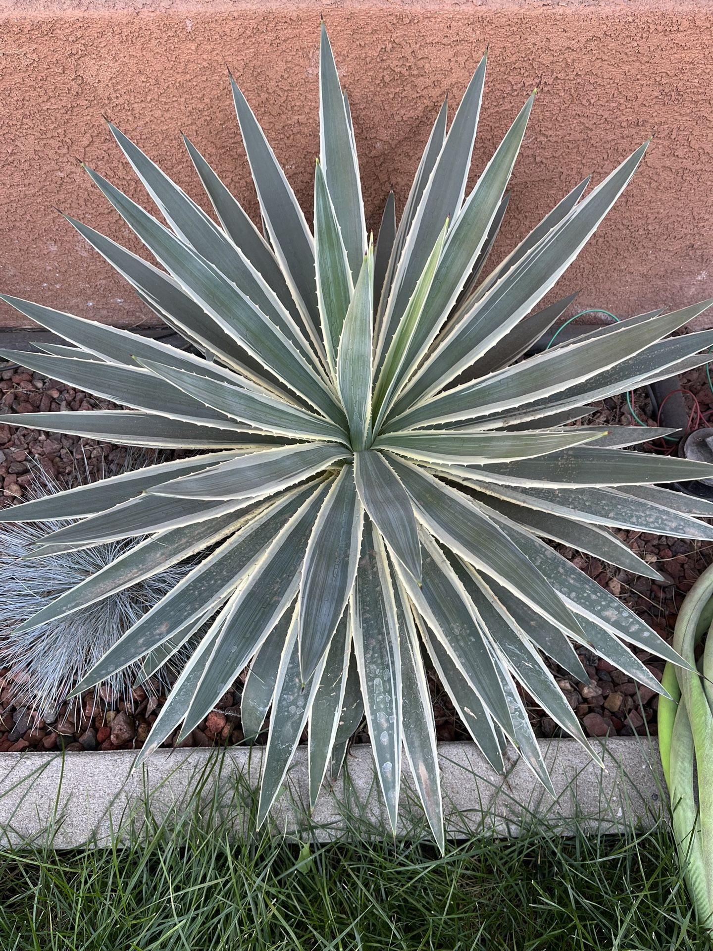 Still Available!! Angustifolia Caribbean Agave ( Small Ones Only!!)