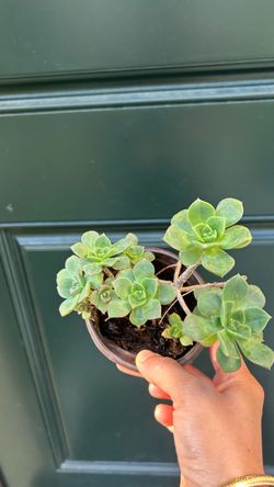 Live Succulent Plant in Small Pot