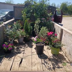 Plants For Sell 