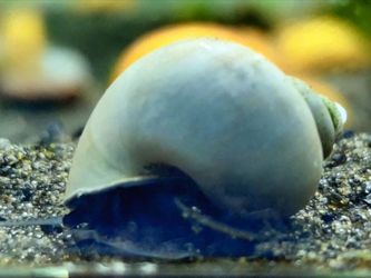 Blue Mystery Snails