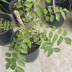 Curry Leaf Plant 