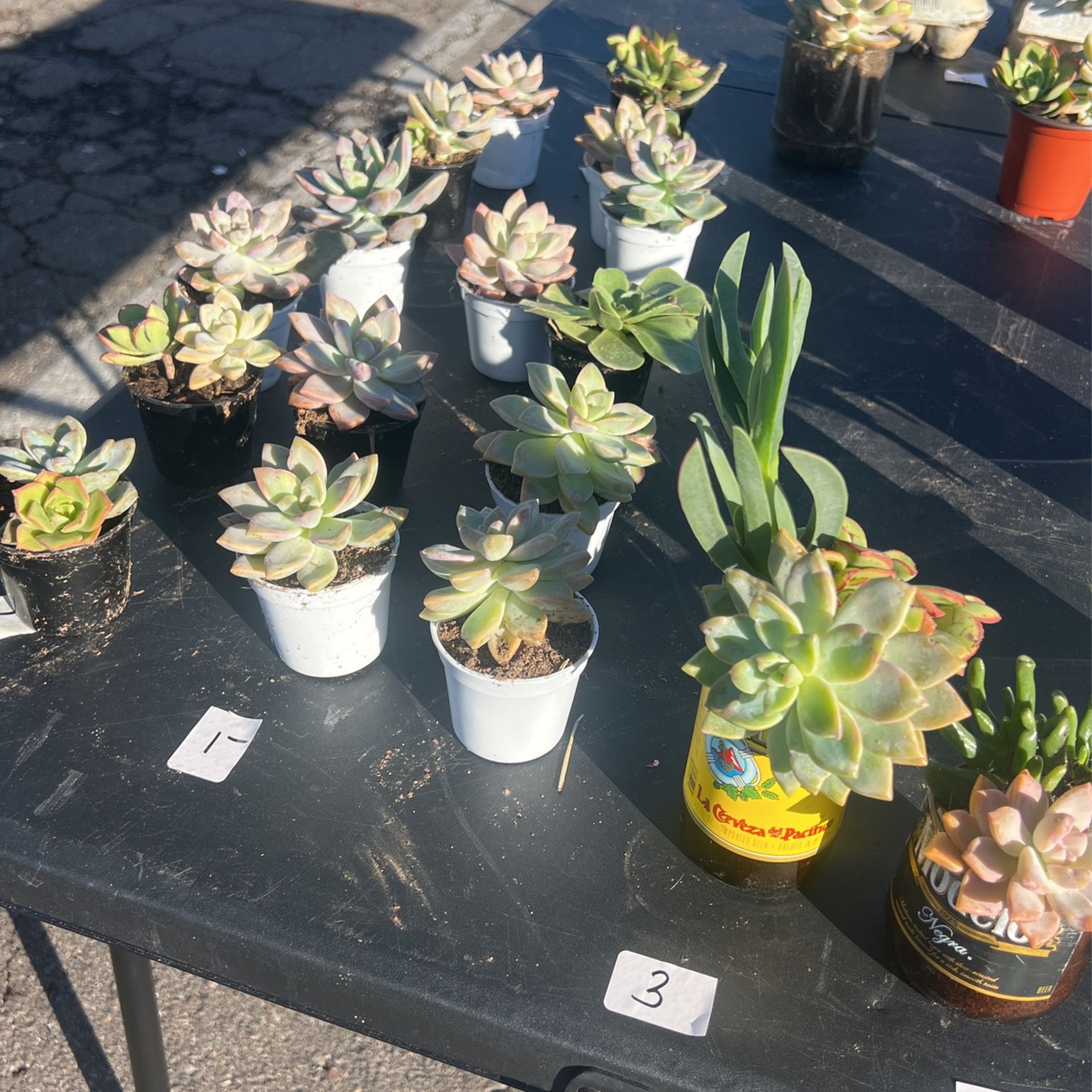 Various Succulents