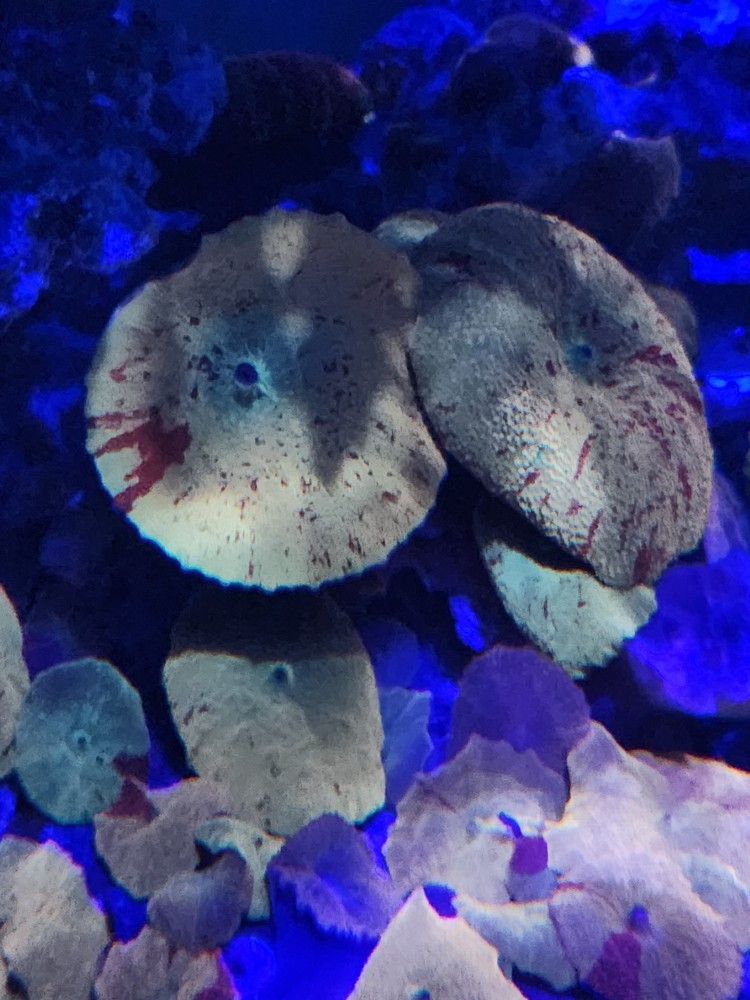 Jawbreaker mushroom decoration