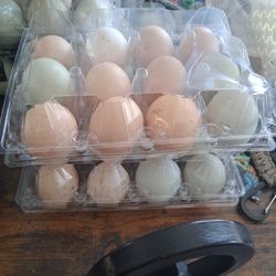 Quail Or Chicken Eggs 1 Dozen Or More