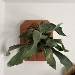 Staghorn Fern