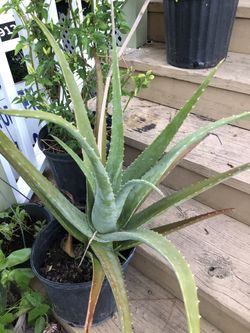 Aloe Vera(Ancient Egyptian Medicine plant), “First Aid Plant” or Miracle Plant.