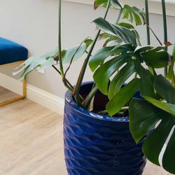 3ft Indoor Monstera Plant With Blue Planter