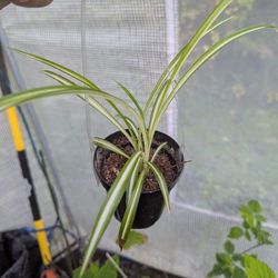 Spider Plant Starts 