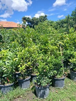Fruit trees from $50🥭🍊mango, avocado, cashew,sugar apple & more🥑