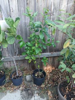 Yellow lemon tree 4 feet tall