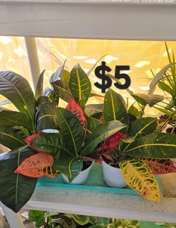 Croton plants