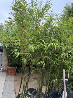 Bamboo plant