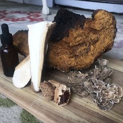 Organic Mushroom Extract