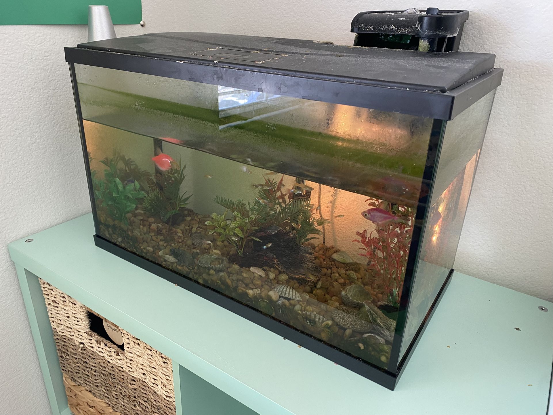 FREE Fish, Food, Decor and Fish Tanks