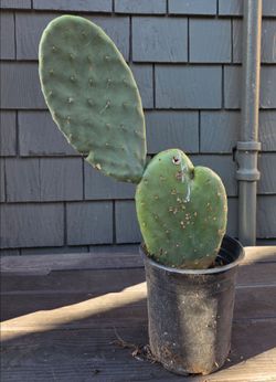 Opuntia catus