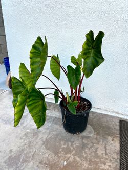 Colocasia Elephant Ear Tropical Plant