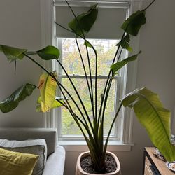Bird Of Paradise