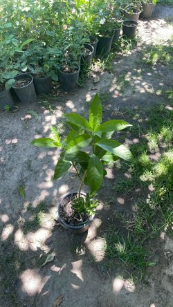 A esta planta le dicen huele de noche en la tarde, da muy bonita aroma