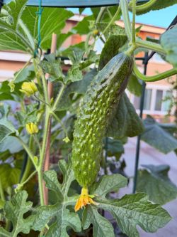 Chinese cucumber starter seedlings 唐山秋瓜/刺黄瓜 旱黄瓜苗