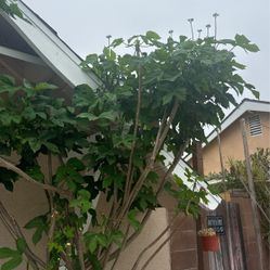 Chaya Plant