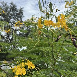 Dwarf Yellow Peacock Poinciana Tree
