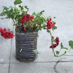 $5 Red geranium plants