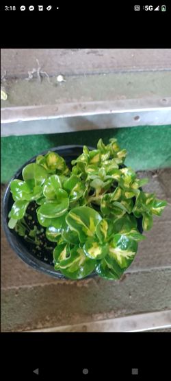 Planta verdiosa 1g