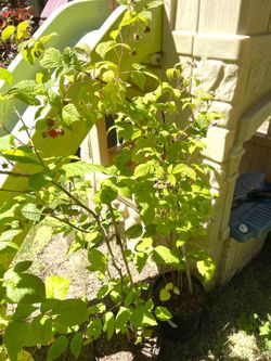 Well Established Raspberry Bushes With Berries Perennial Plants.