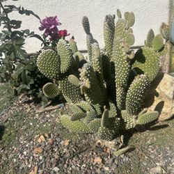 Cactus 